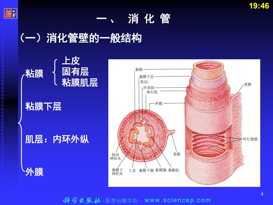 消化系统人体解剖生理学.PPT_第4页