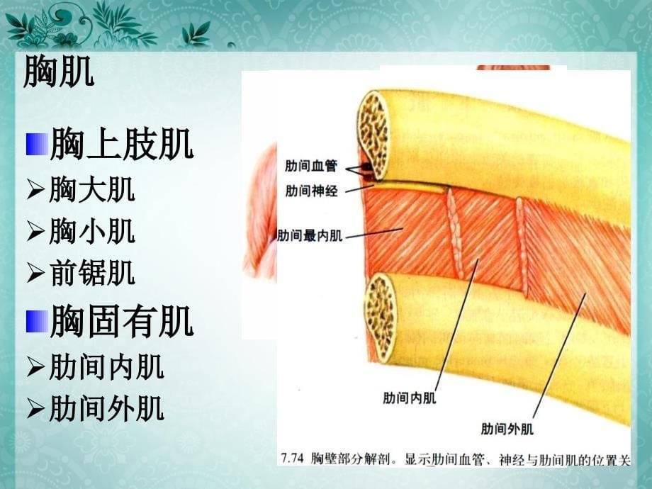 实验八胸腹肌、膈肌_第5页