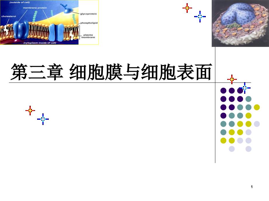 细胞生物学细胞膜大分子运输及细胞表面课堂PPT_第1页