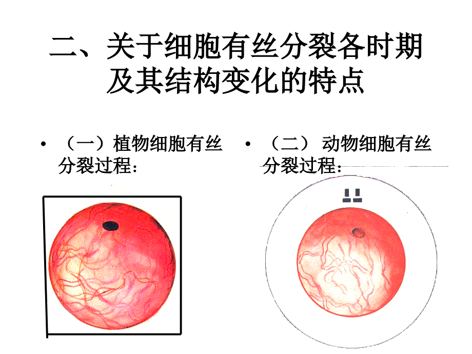 人教版教学课件生物人教版必修一细胞增殖课件_第3页