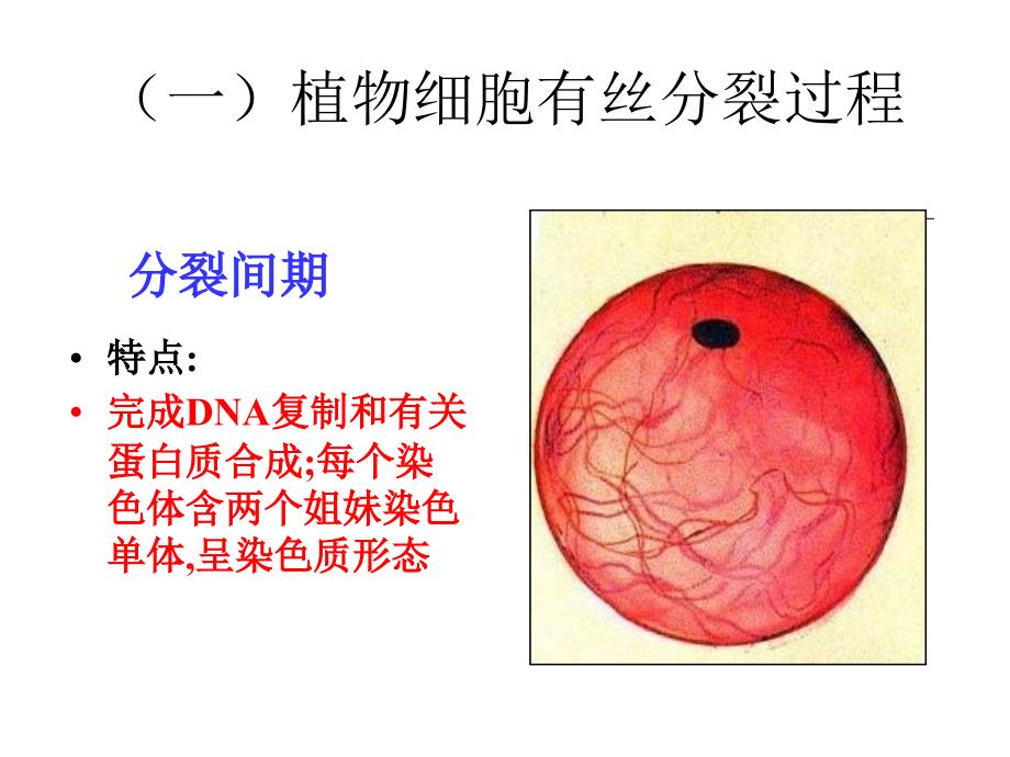 人教版教学课件生物人教版必修一细胞增殖课件_第4页