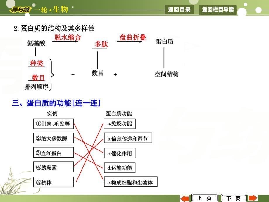 第3讲　生命活动的主要承担者——蛋白质_第5页