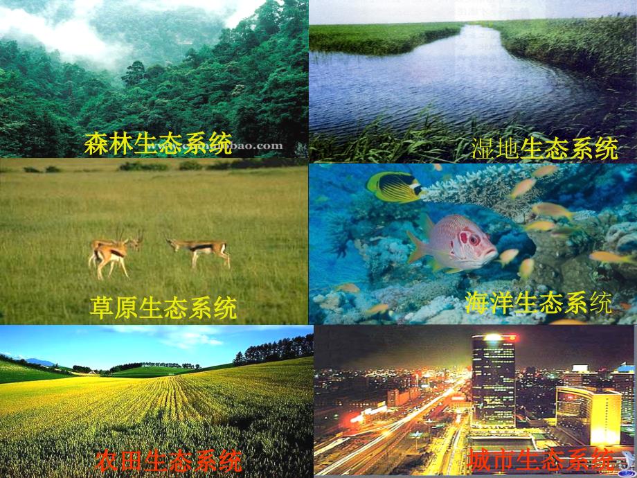 高中生物 稳态与环境 5.1生态系统的结构课件 新人教版必修3.ppt_第3页