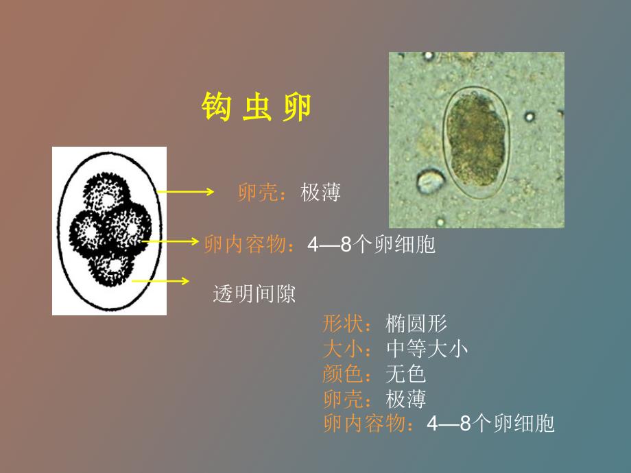 寄生虫实验课件_第2页