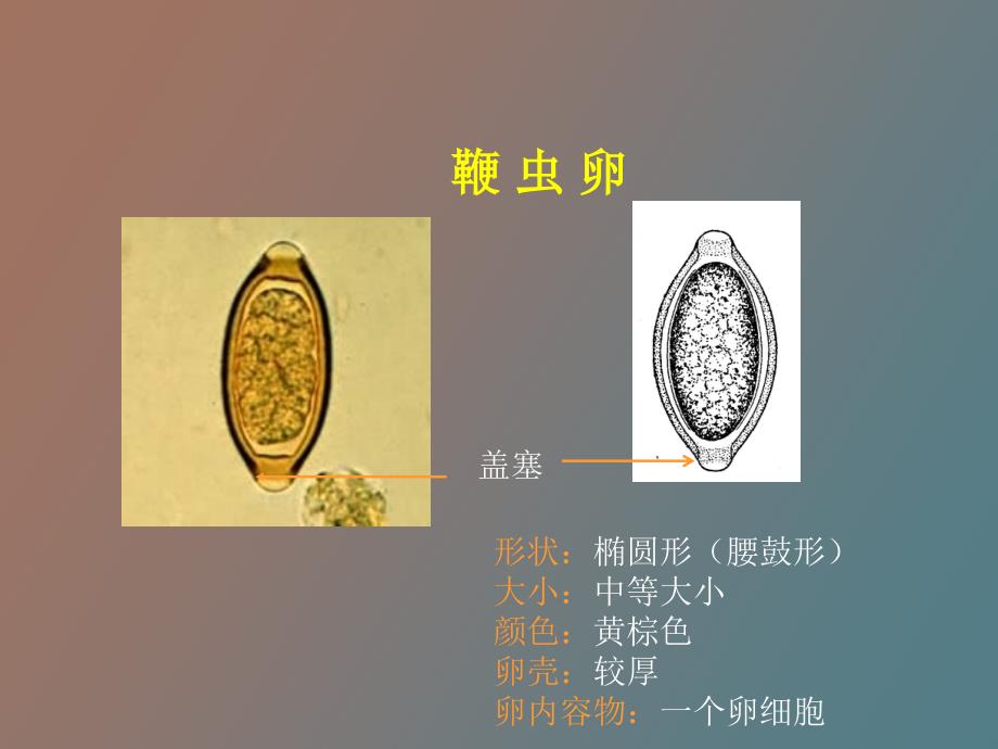 寄生虫实验课件_第4页