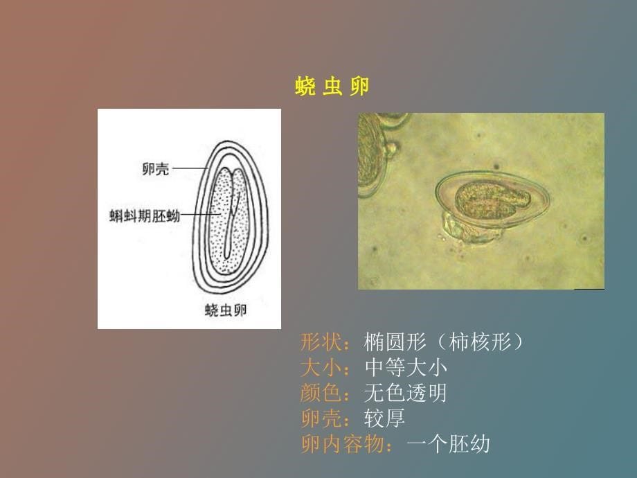 寄生虫实验课件_第5页