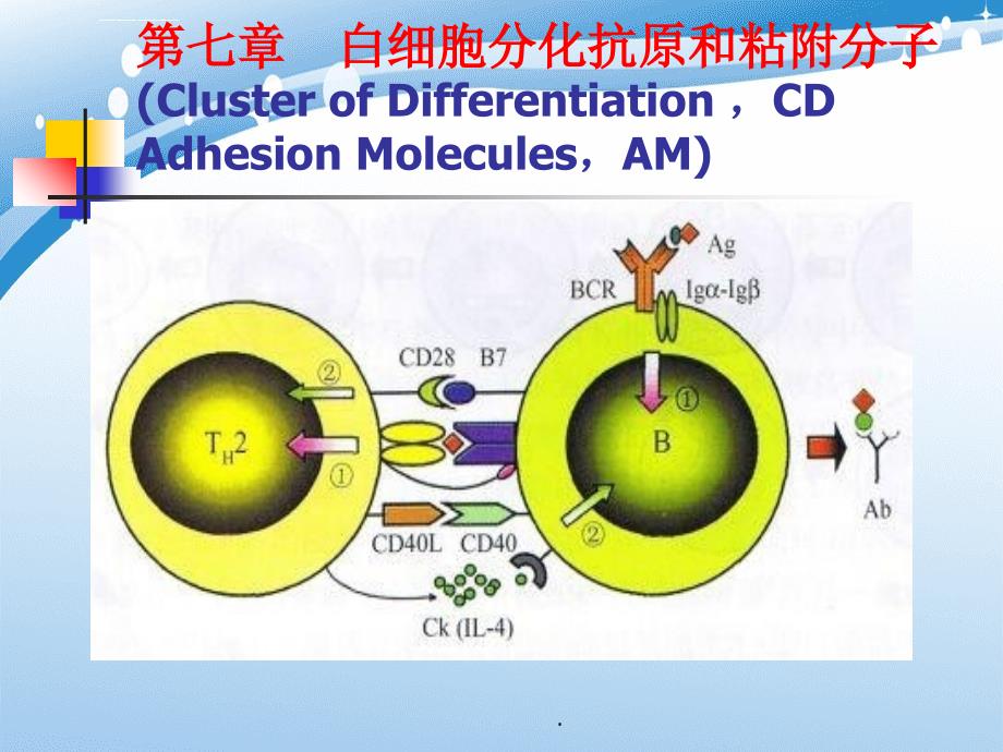 医学免疫学第七章白细胞分化抗原和粘附分子_第1页