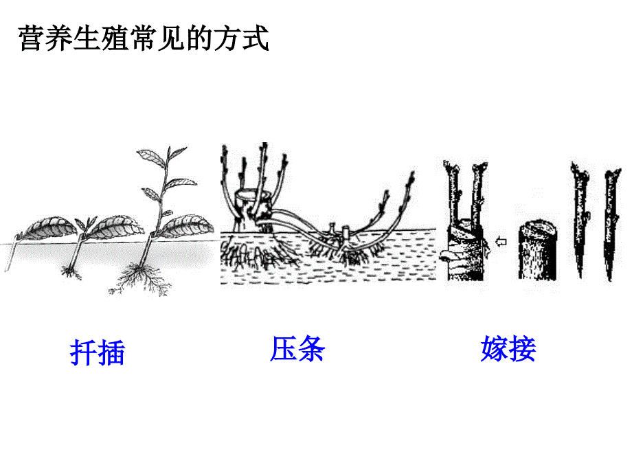 生物的生殖和发育复习课件_第3页