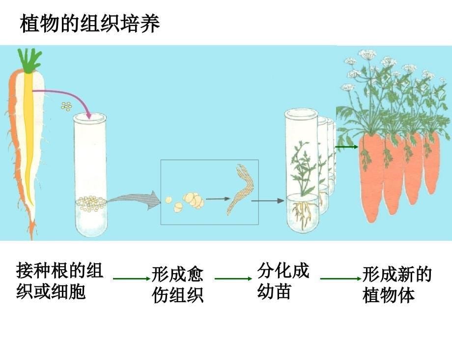 生物的生殖和发育复习课件_第5页