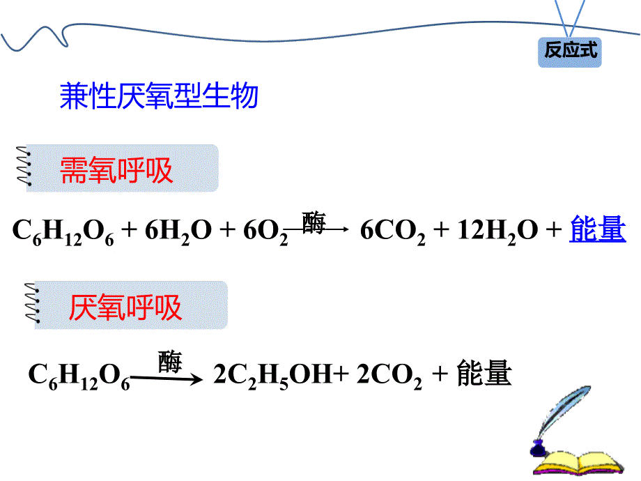 酵母菌细胞呼吸类型的分析.ppt_第2页