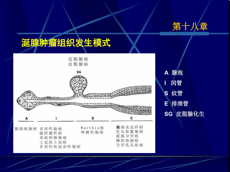 《涎腺肿瘤》PPT课件_第3页