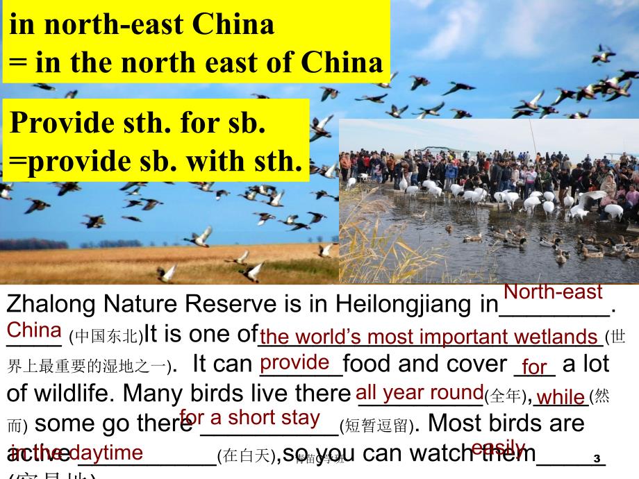 牛津译林版8A Unit6 Birdwatching Revision课件（学习材料）_第3页