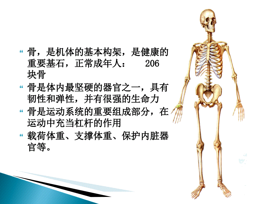 骨运动学(人体运动学第二版)_第3页