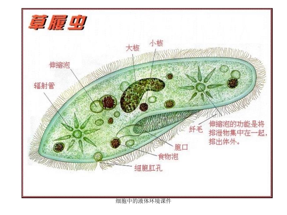 细胞中的液体环境课件_第4页