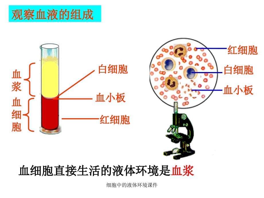 细胞中的液体环境课件_第5页