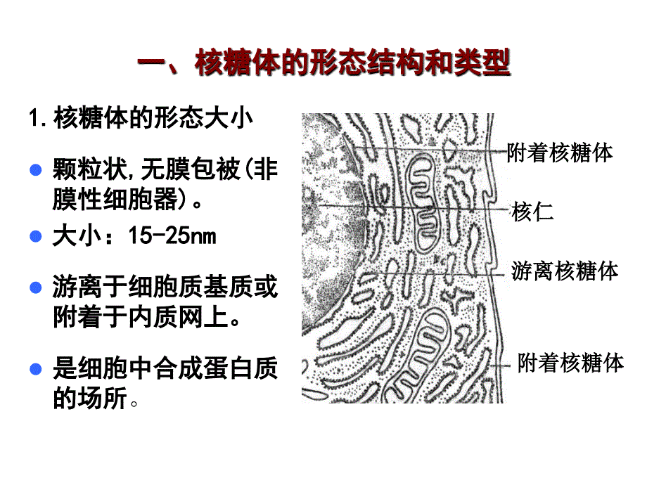 核糖体的形态结构和类型_第1页