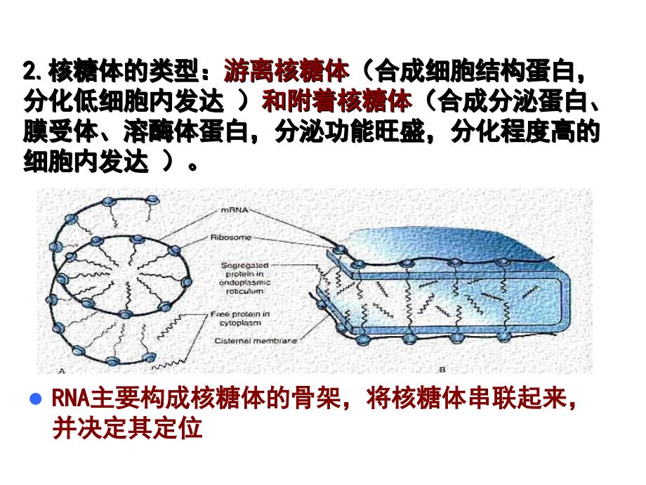 核糖体的形态结构和类型_第2页