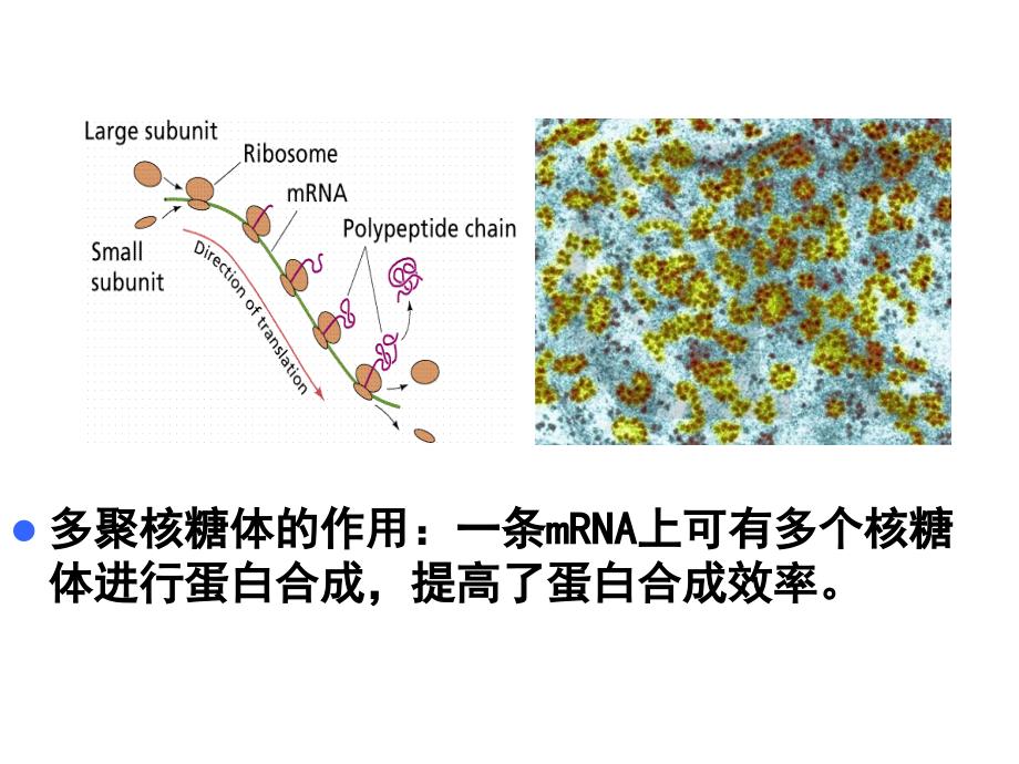 核糖体的形态结构和类型_第3页