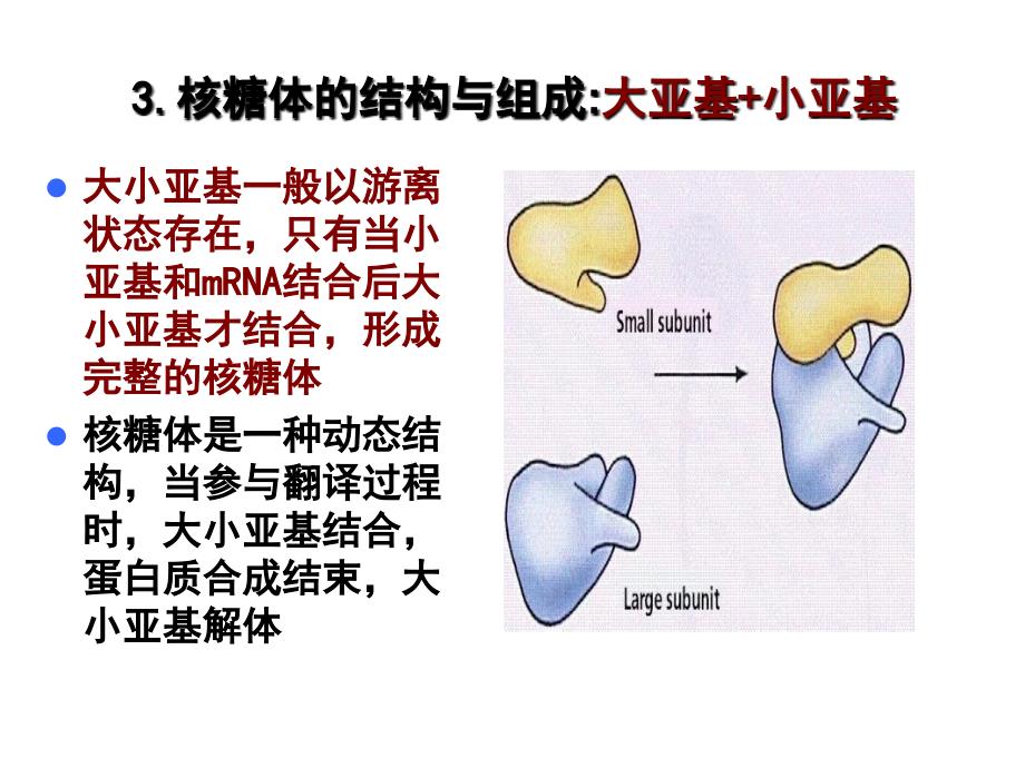 核糖体的形态结构和类型_第4页