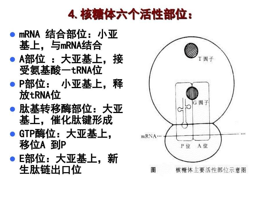 核糖体的形态结构和类型_第5页