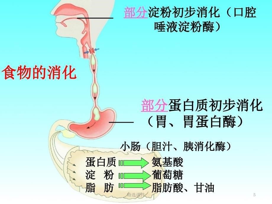 人体需要的能量和营养素#高级教育_第5页