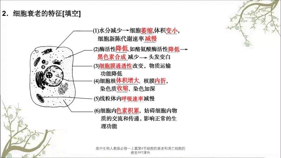 高中生物人教版必修一上篇第4节细胞的衰老和凋亡细胞的癌变PPT课件_第5页