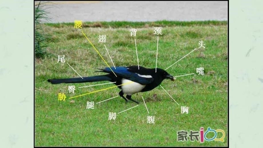 五年级上综合实践活动我和鸟类做朋友课件_第5页