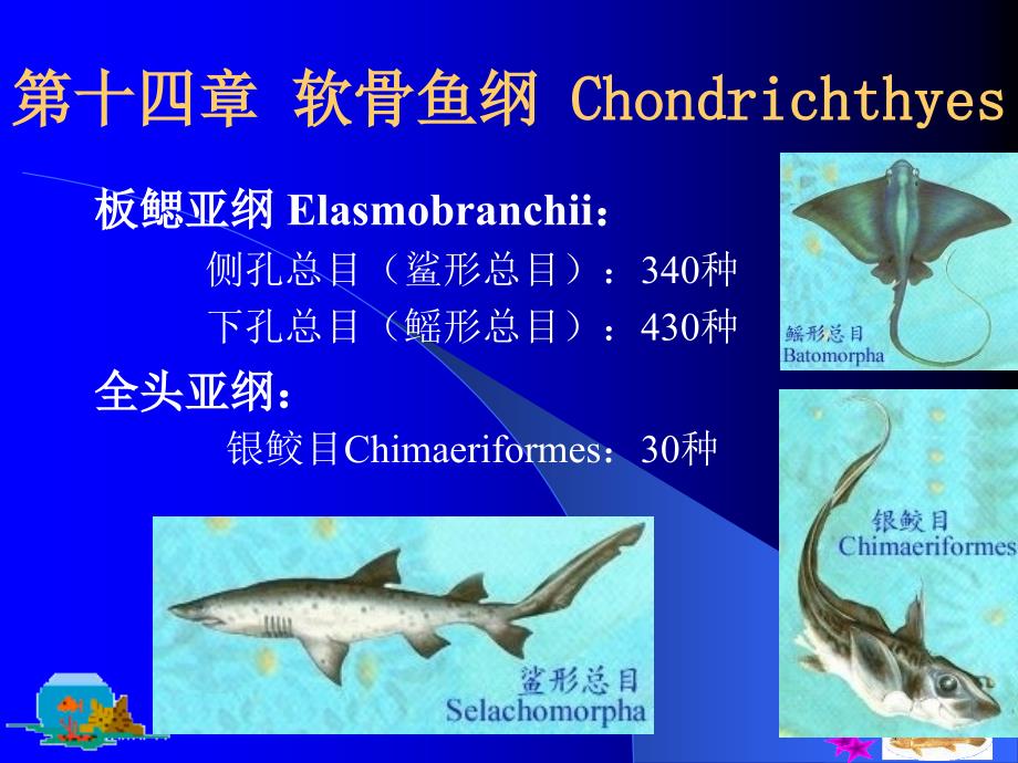 第十三章圆口纲Cyclosyomata_第4页