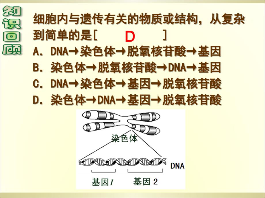 基因指导蛋白质的合成_第1页