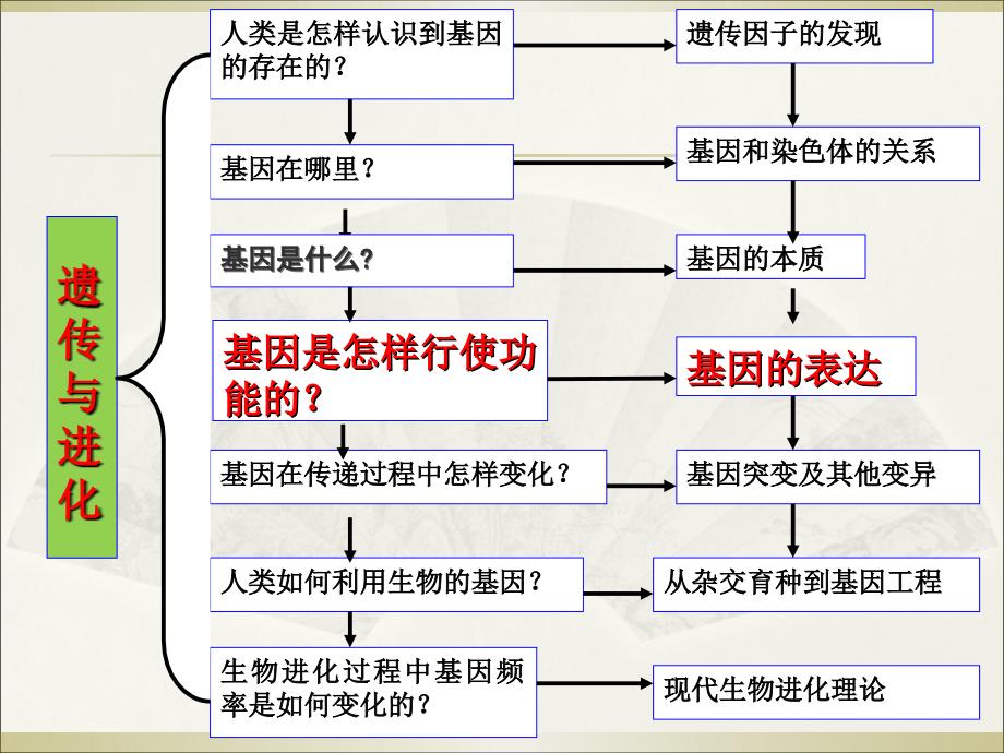 基因指导蛋白质的合成_第4页