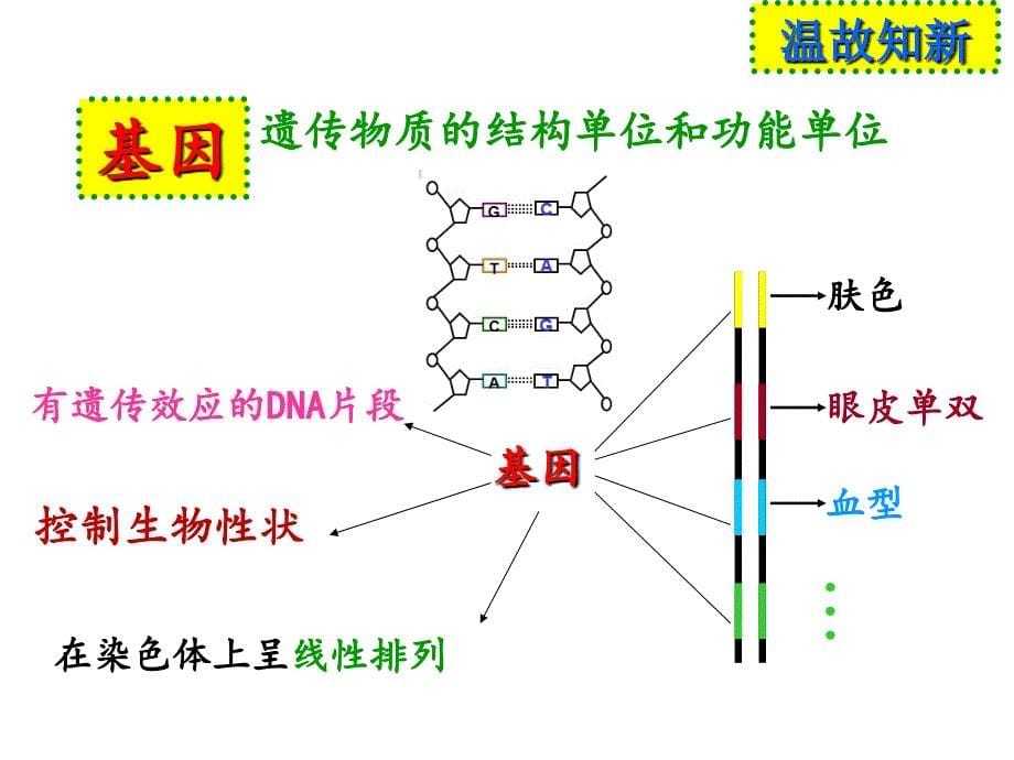 基因指导蛋白质的合成_第5页