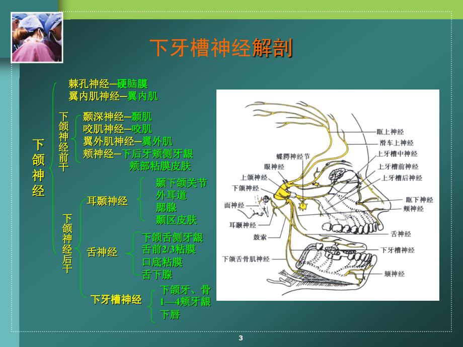 下牙槽神经阻滞麻醉.ppt_第3页