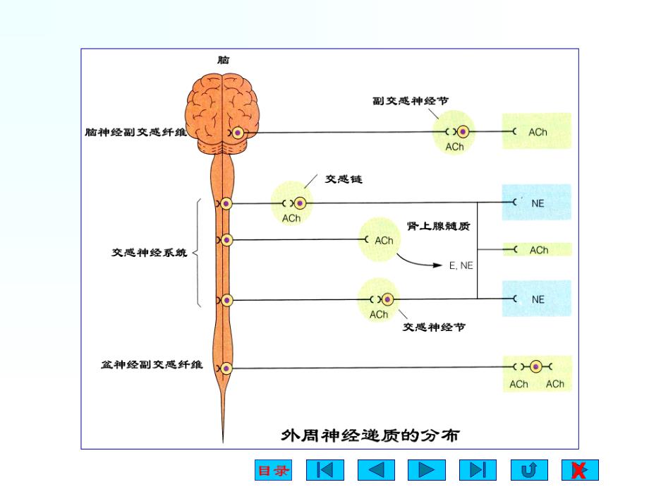 《神经系统对内脏》PPT课件.ppt_第4页