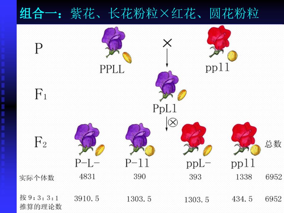 连锁与交换课件_第4页