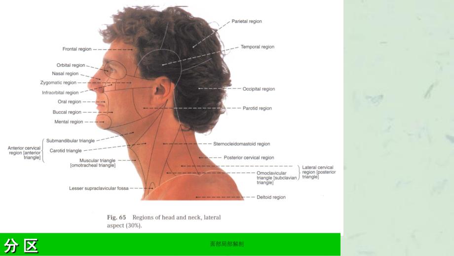 面部局部解剖课件_第4页