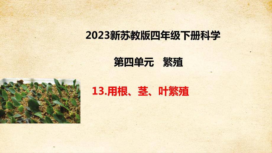 苏教版四年级科学下册4-13用根、茎、叶繁殖知识点考点复习课件_第1页