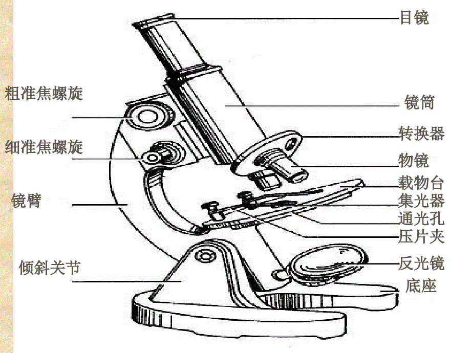 显微镜的使用方法课件_第4页