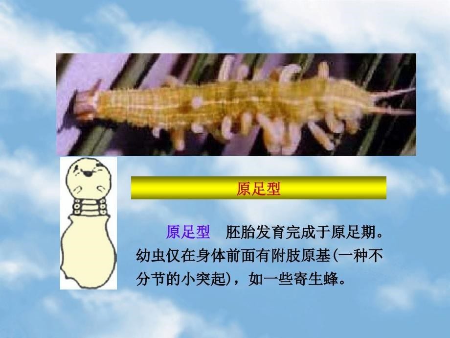 昆虫的胚后发育变态_第5页