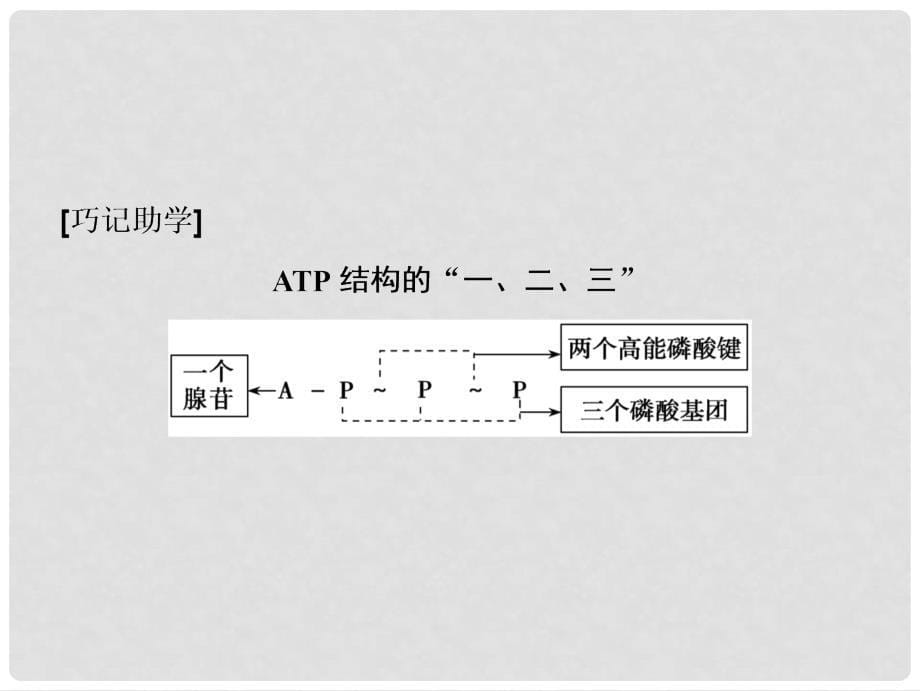 高考生物一轮复习 第三单元 光合作用与细胞呼吸 第一讲 ATP和酶课件 苏教版_第5页