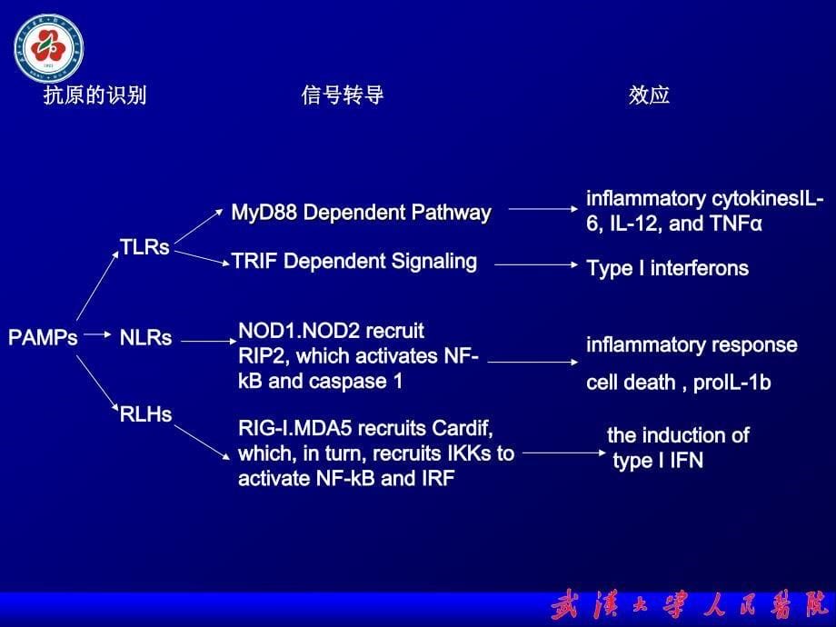 天然免疫与血管疾病ppt课件_第5页