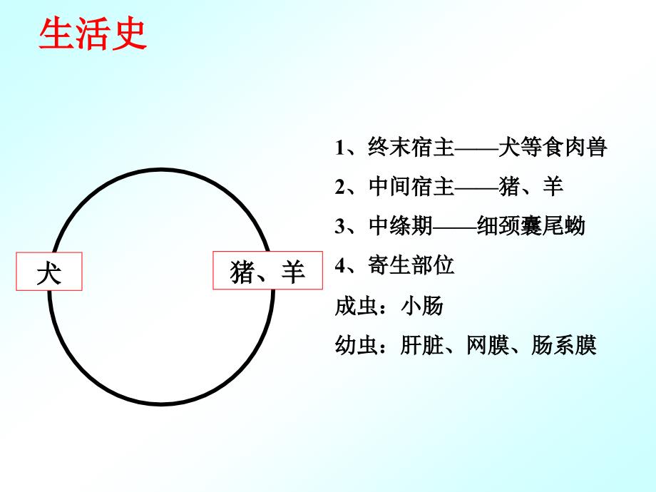 302细颈囊尾蚴_第4页