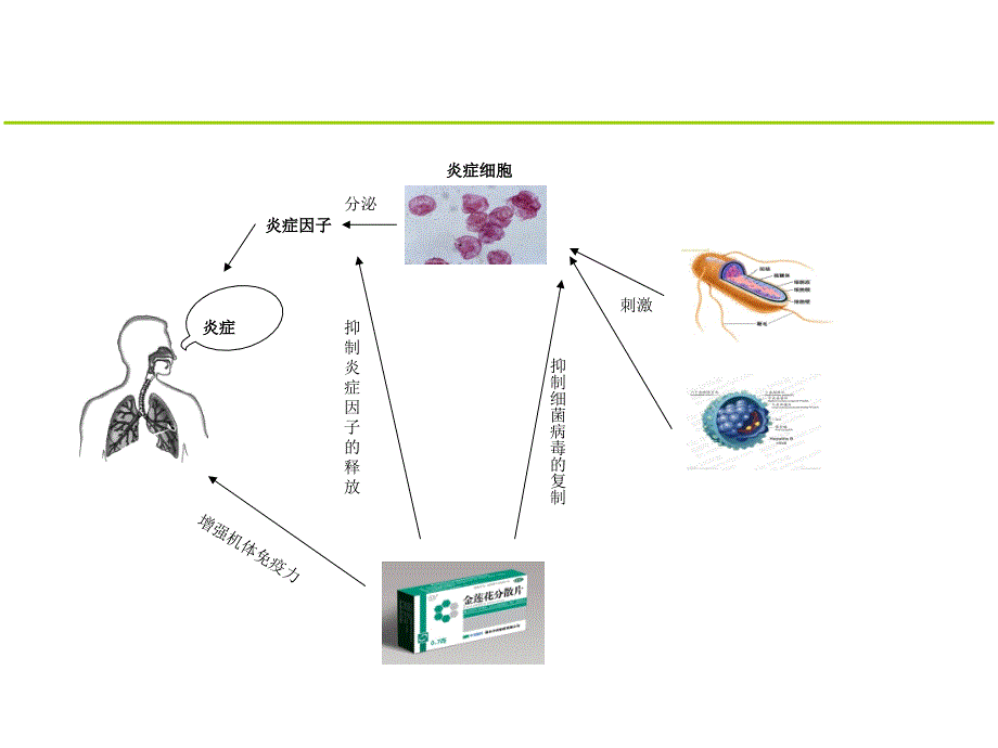 金莲花分散片科室会wangyu.ppt_第4页