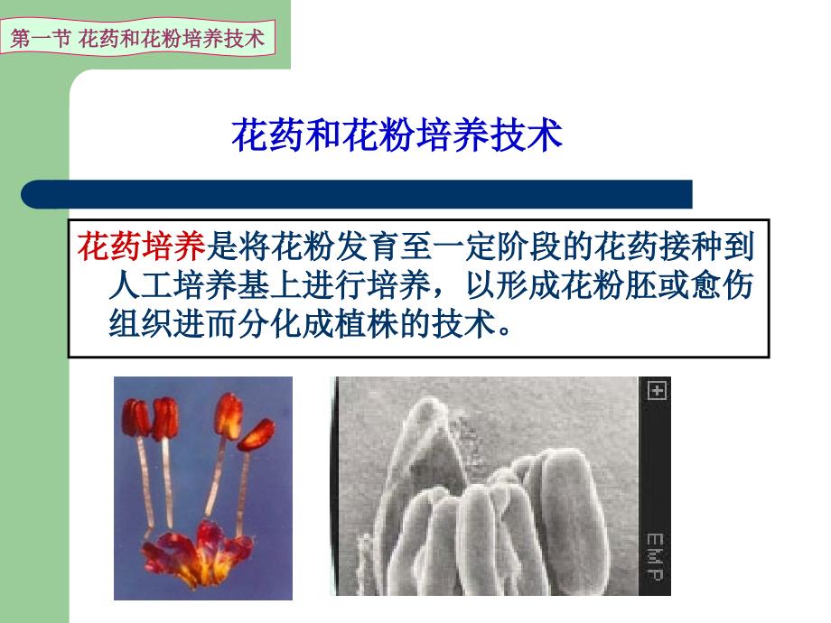 第六讲(3)花药(花粉)培养技术课件_第2页