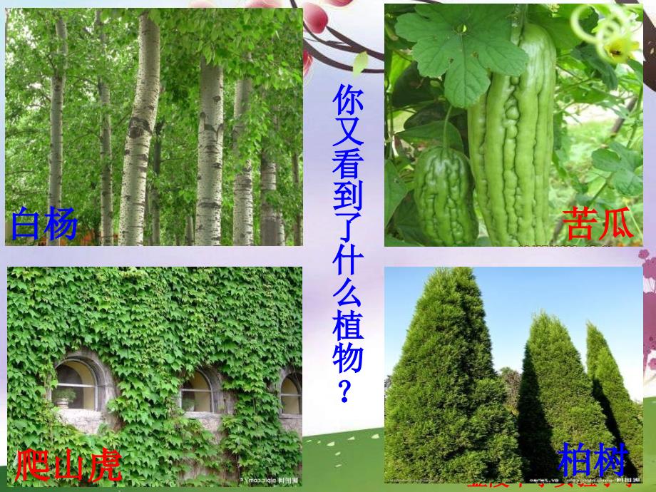 苏教版科学三上《校园里的植物》PPT优秀课件_第3页