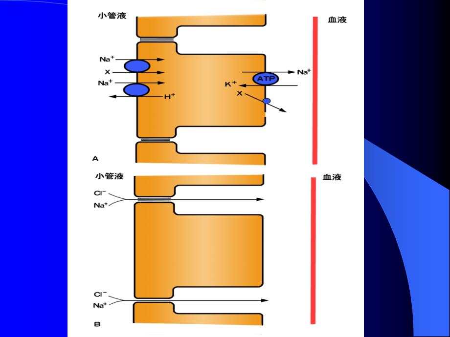 肾小管和集合管的功能.ppt_第4页