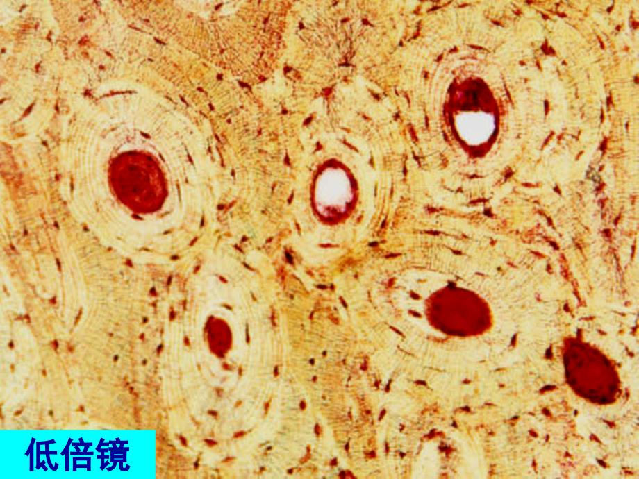 组织学与胚胎学实验课件：实验4 骨、血液_第4页