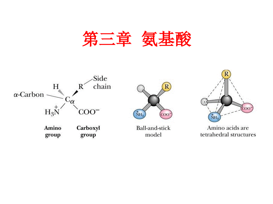 蛋白质化学氨基酸_第2页