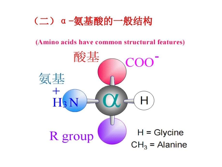 蛋白质化学氨基酸_第5页