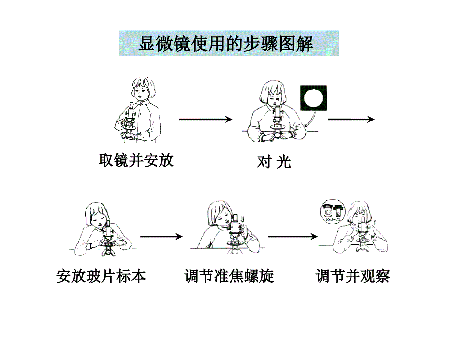 用显微镜观察身边的生命世界.ppt_第3页