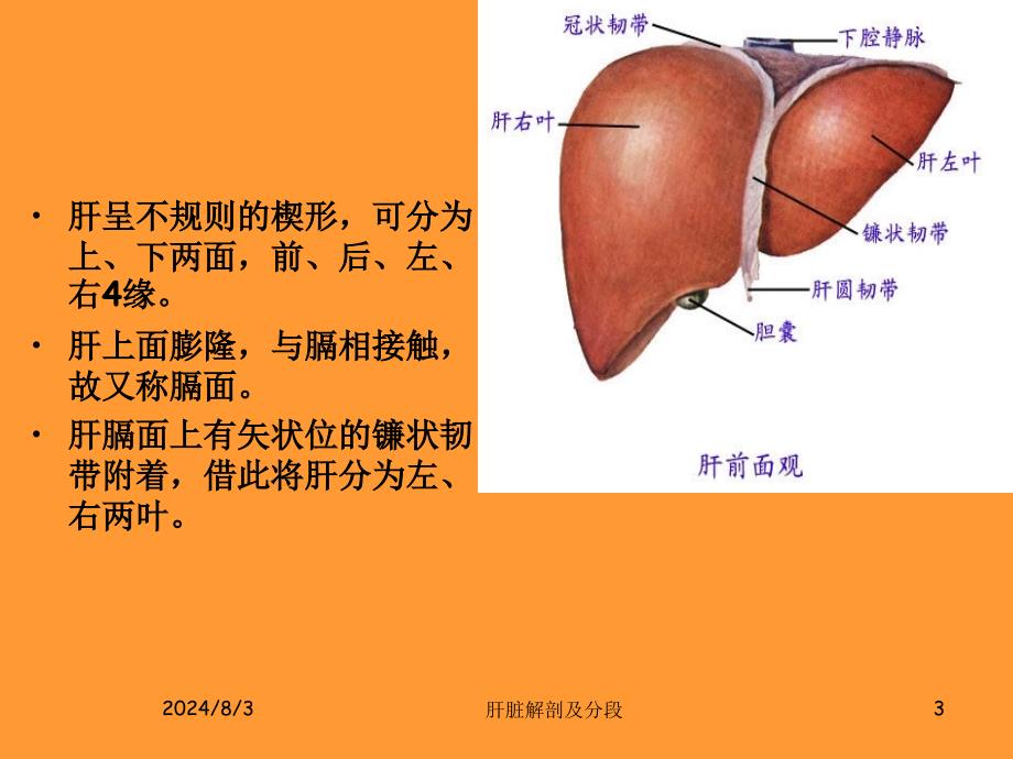 肝脏的解剖及分段分叶_第3页